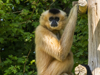 Gibbon à favoris roux