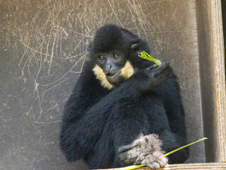 Gibbon à favoris roux