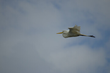 heron flying in the sky