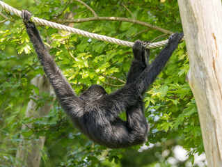 Gibbon à favoris roux