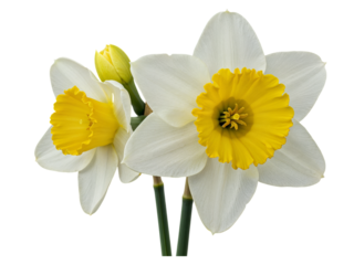 Two white daffodils with yellow centers and a bud isolated on transparent background