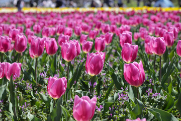 Beautiful tulip flower in the park