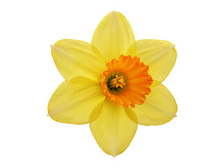 A vibrant yellow daffodil with an orange trumpet center isolated on transparent background