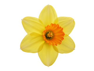A vibrant yellow daffodil with an orange trumpet center isolated on transparent background