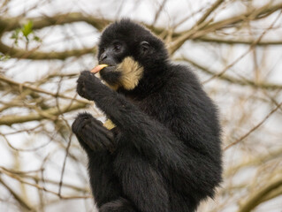 Gibbon à favoris roux