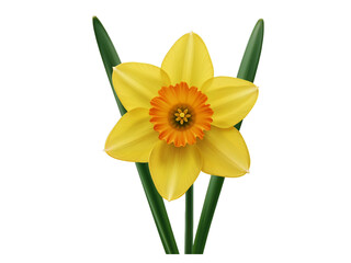 A single yellow daffodil flower with an orange trumpet and green leaves isolated on transparent background © Creative Design