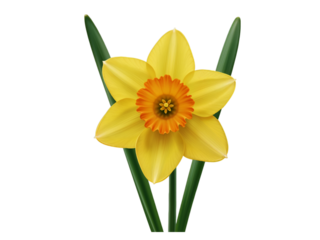A single yellow daffodil flower with an orange trumpet and green leaves isolated on transparent background