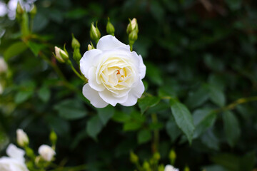 A beautiful rose bush in a public park in Japan