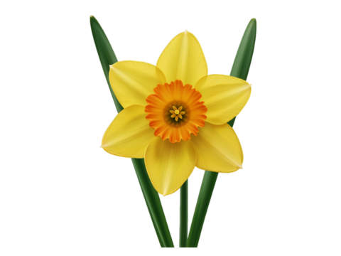 A single yellow daffodil flower with an orange trumpet and green leaves isolated on transparent background