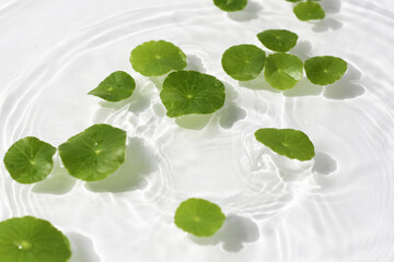 Green centella leaves floating gently in clear rippling water.