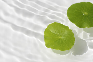 Green centella leaves floating gently in clear rippling water.