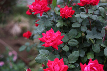A beautiful rose bush in a public park in Japan