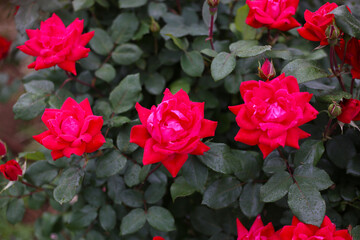 A beautiful rose bush in a public park in Japan