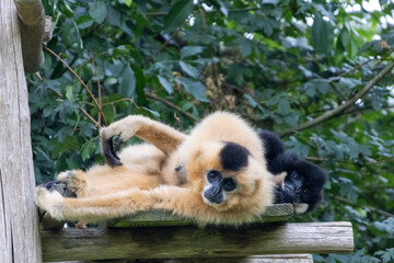 Gibbon à favoris roux