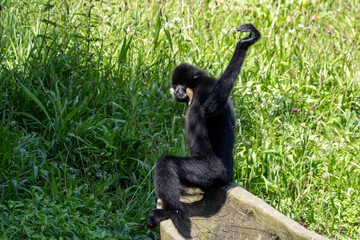 Obraz premium Gibbon à favoris roux