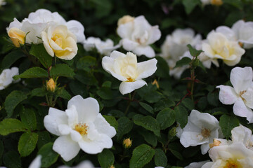 A beautiful rose bush in a public park in Japan