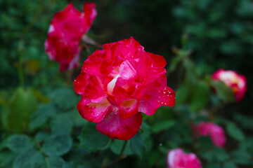 A beautiful rose bush in a public park in Japan
