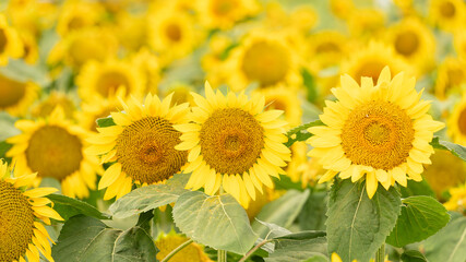 北海道、ひまわり、夏