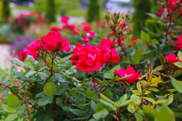 A beautiful rose bush in a public park in Japan