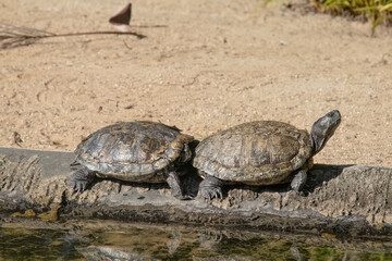 turtle Trachemys callirostris in a lake in Rio de Janeiro.