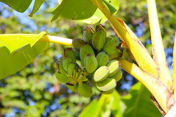 A cluster of green bananas hanging from a banana tree