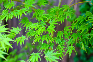 Delicate green Japanese maple leaves in a peaceful garden.