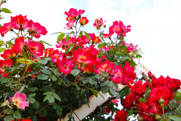 A beautiful rose bush in a public park in Japan