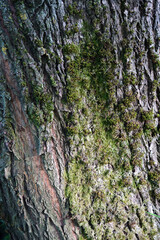 poplar tree bark background