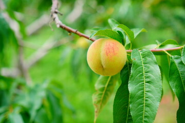 ほのかに色づき始めた桃の果実と鮮やかな緑の葉の対比