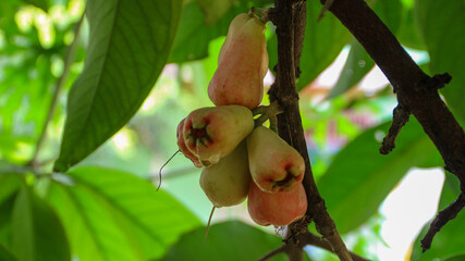 Close-up of a ripe red water apple (Syzygium aqueum) hanging from a tree branch with water...