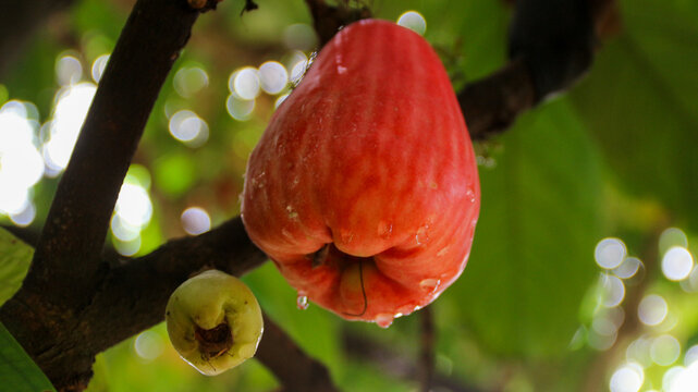 Close-up of a ripe red water apple (Syzygium aqueum) hanging from a tree branch with water droplets, surrounded by lush green leaves in natural sunlight