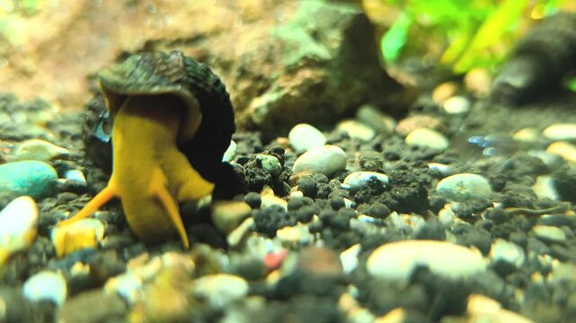 Tylomelania, also known as rabbit snails or Sulawesi snails, are snails that breathe using lungs and are included in the Pulmonata group.
