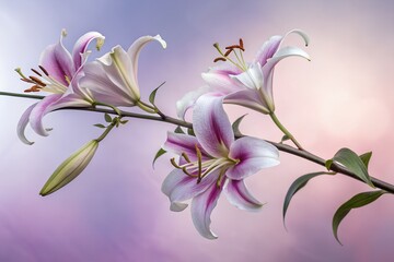 An lily branch with several purple and white petals. Graduated background. close-up flower photography. design illustration