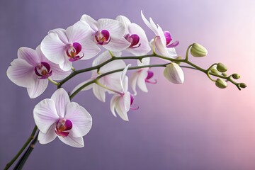 An orchid branch with several purple and white petals. Graduated background. close-up flower photography. design illustration