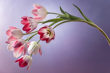 An tulip branch with several purple and white petals. Graduated background. close-up flower photography. design illustration
