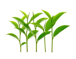 Fototapeta premium Minimalist green tea sprout, isolated cleanly on white background.