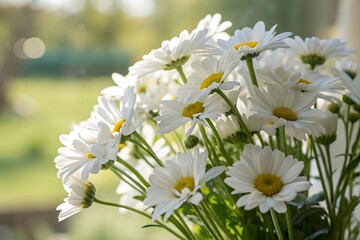 A close up shot of a vibrant white daisy with a bright yellow center with a softly blurred background or bokeh effect. design illustration