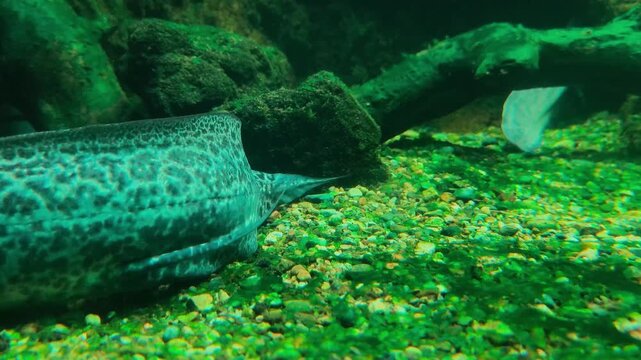 African Lungfish (Protopterus aethiopicus) in Africa