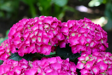 Bright hydrangea flowers blooming in dense round clusters.