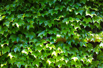 Glossy green Boston ivy leaves covering a wal