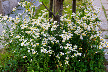 Eastern daisy fleabane (Erigeron annuus) in full bloom, with delicate white petals and bright yellow centers spreading across a lush green background.