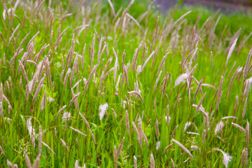 Tall wild grass with fluffy seed heads swaying in a green field.
