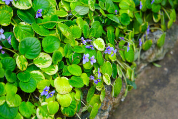Small purple African violet flowers among dense green leaves.