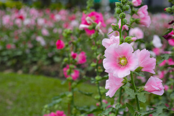 Colorful hollyhock flowers blooming in a vibrant garden.