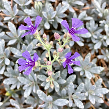 Purple flowers and gray foliage of the Australian native Woolly calyxed Eremophila, Eremophila lachnocalyx. Member of the figwort family Scrophulariaceae. Endemic to Western Australia.