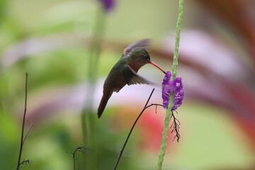 Rufous-tailed hummingbird feeding on a purple flower.