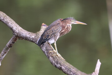 Green Heron perched on a branch, nature