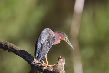 Fototapeta premium Green Heron Perched on Branch Hunting for Food