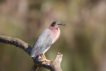 Fototapeta premium Green heron perched on a tree branch.