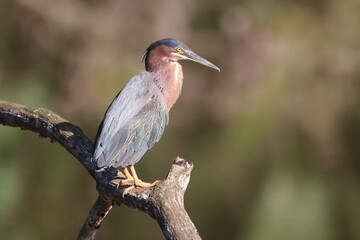 Green Heron perched on a branch in nature